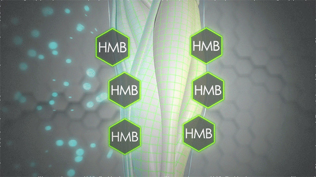 human leg showing how HMB increases protein synthesis and decreases protein breakdown