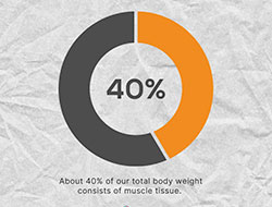 The Importance of Muscles to Overall Health